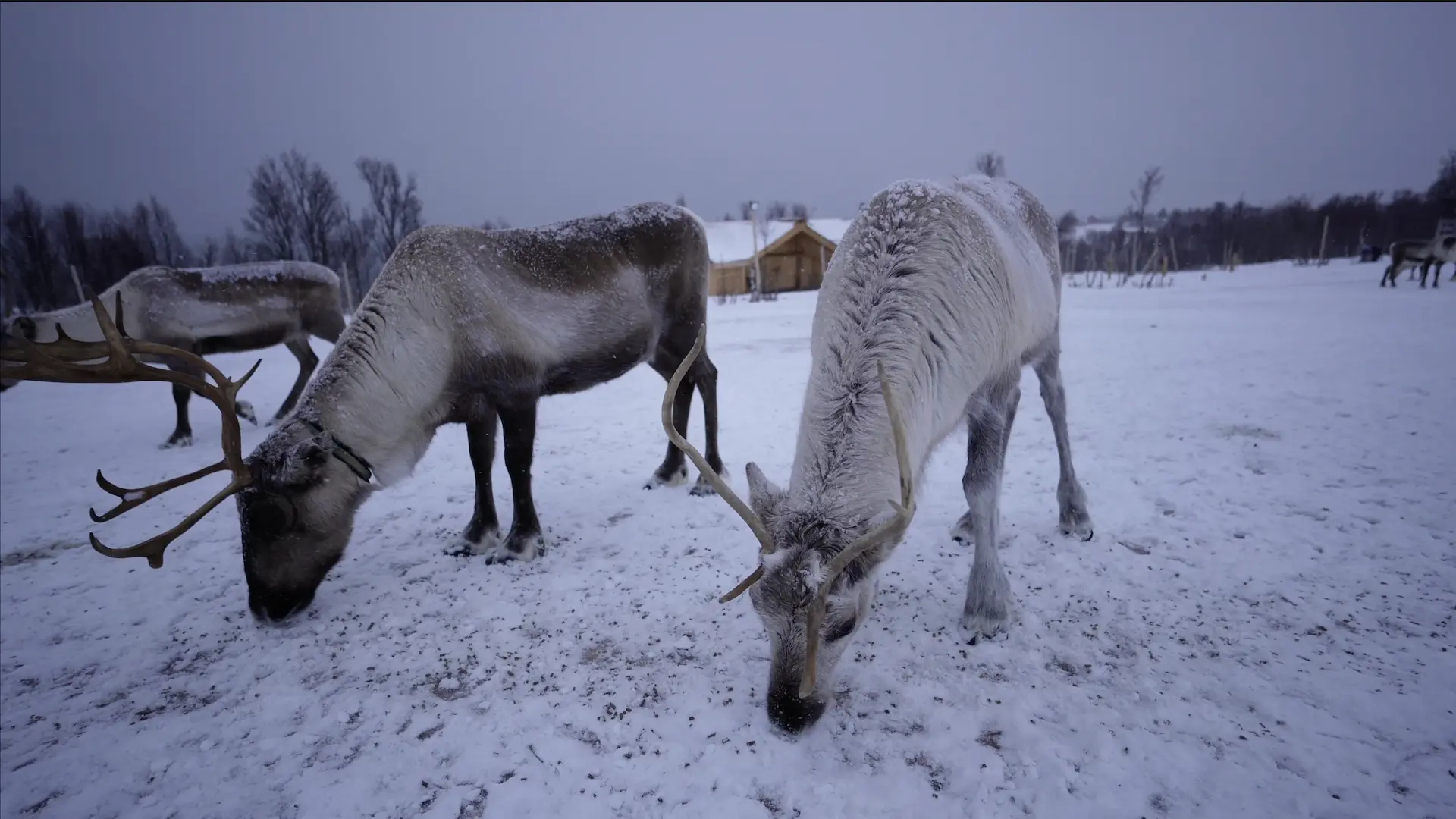 Sami Culture and Reindeer Experience